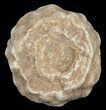 Flower-Like Sandstone Concretion - Pseudo Stromatolite #62211-1
